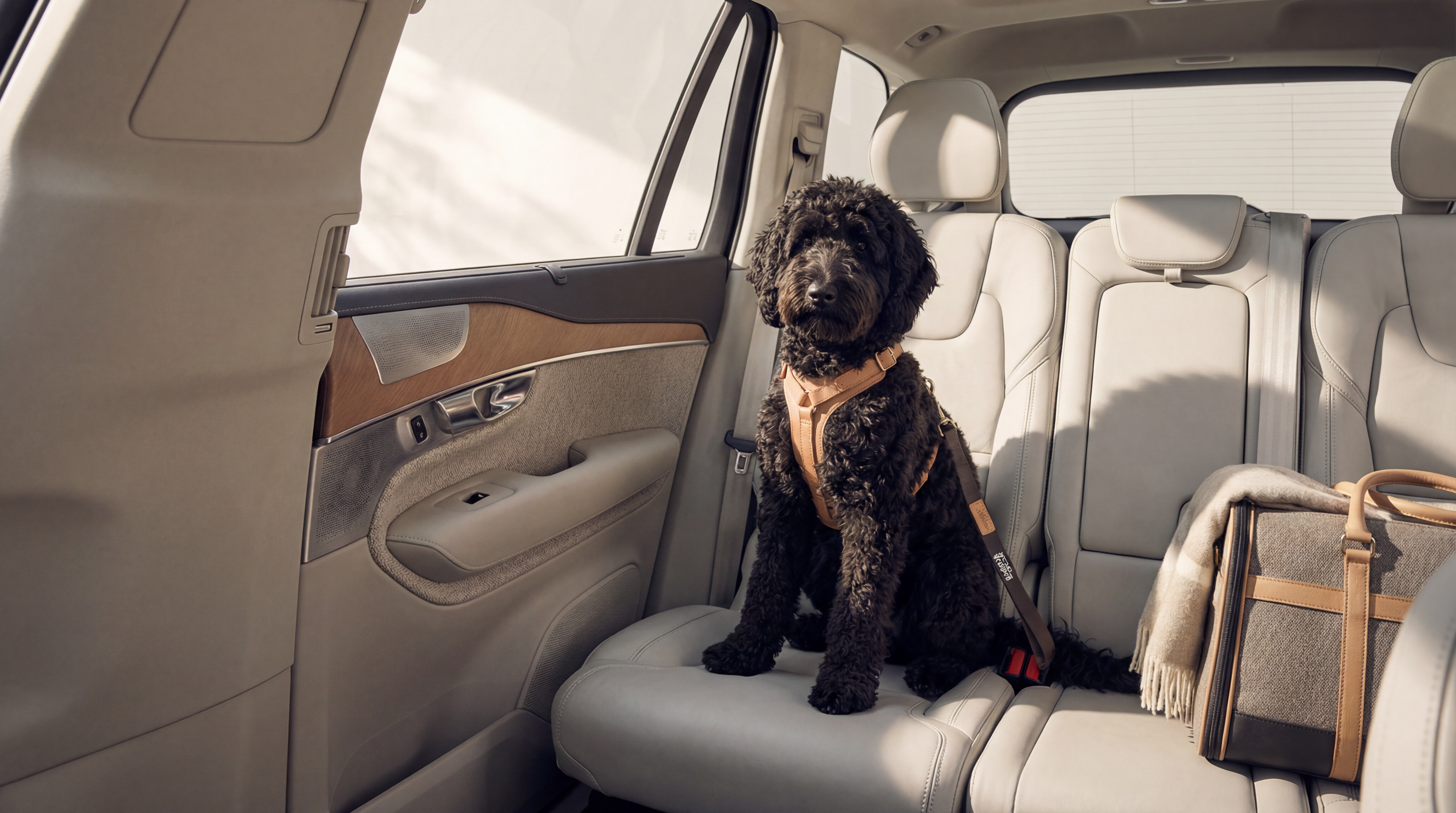 Stress Free Travel With Your Dog