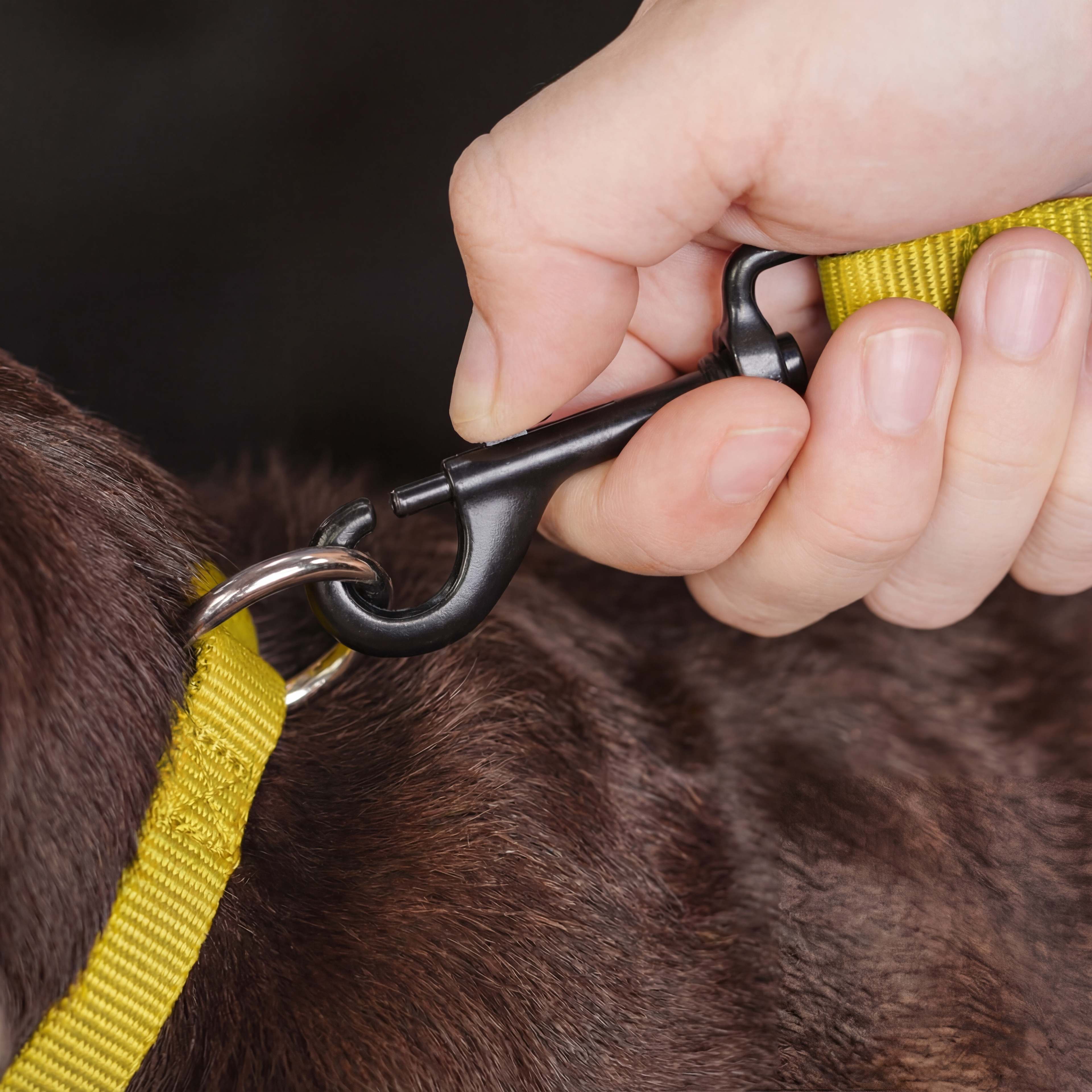 Dog Seatbelt Dog Adjustable Car Seat Belt Clip Tether Travel Nylon