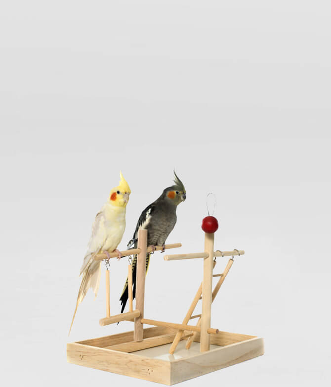 Pets Plaza Birds Category